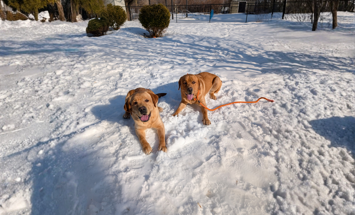 Dog receiving focused one-on-one day training