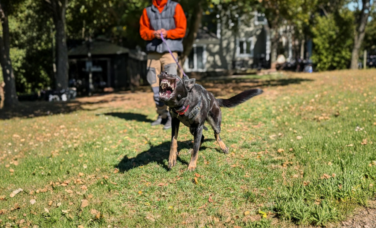 Dog receiving calm, structured behaviour support from a trainer