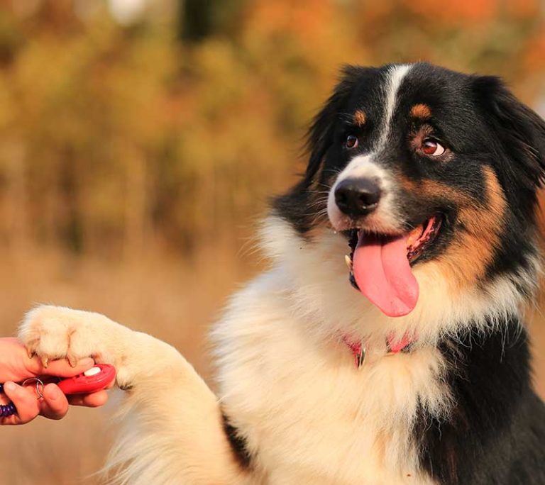 Dog training program