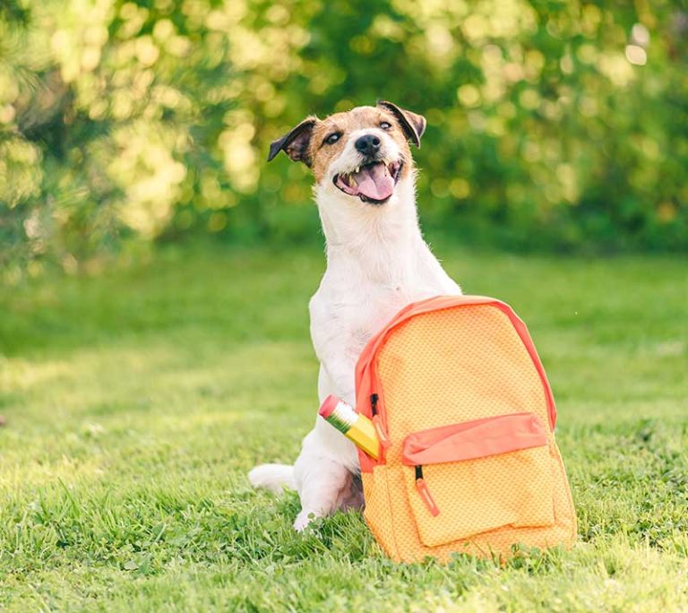 Dog training program