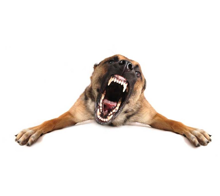 Anxiety & Aggression Rehabilitation