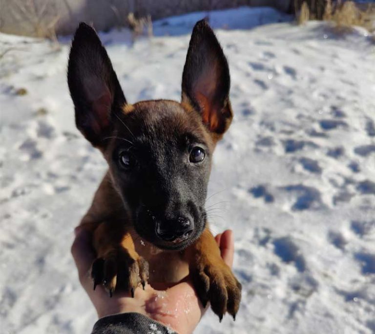 Puppy Foundations