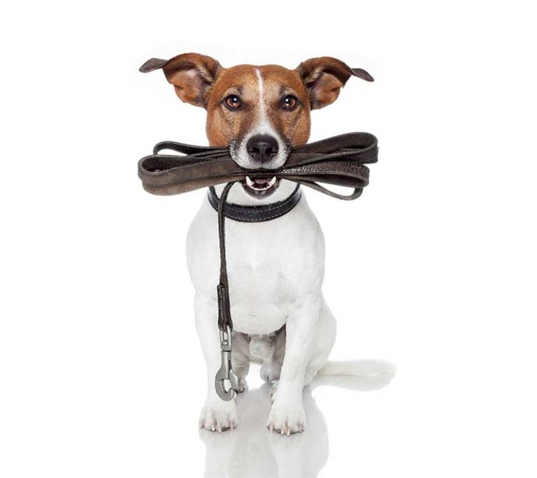 Off-Leash Obedience